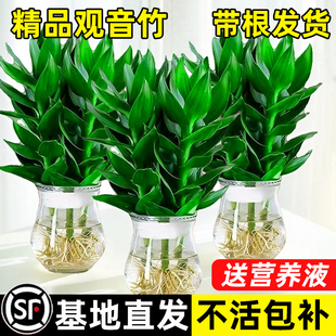 观音竹富贵竹水培带根绿植室内盆栽绿萝招财植物水养转运竹子好养