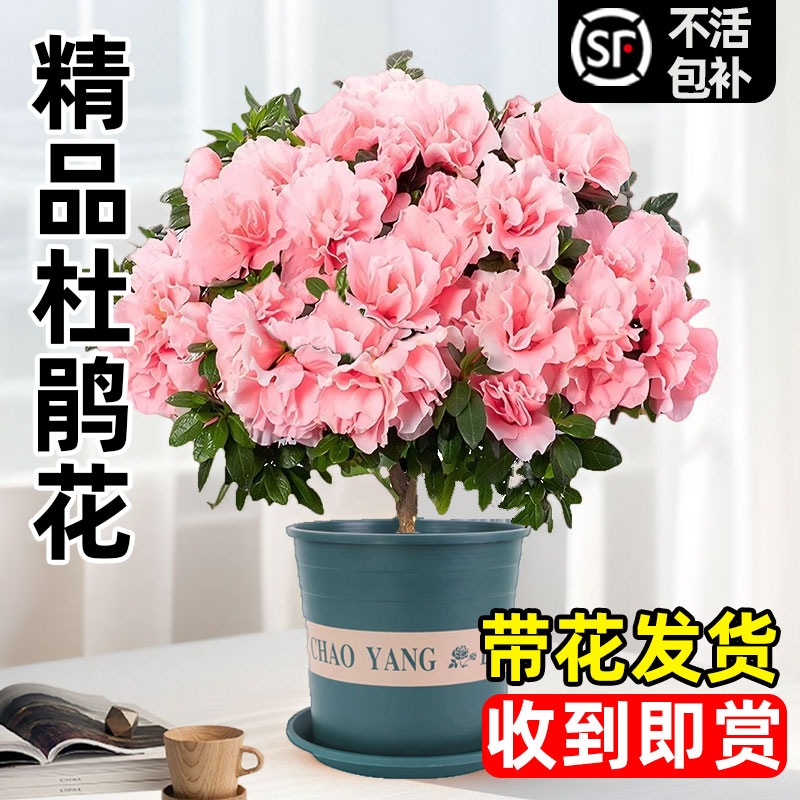 杜鹃花盆栽室内外阳台开花老桩重瓣带花苞绿植好养易活花卉绿植物图片
