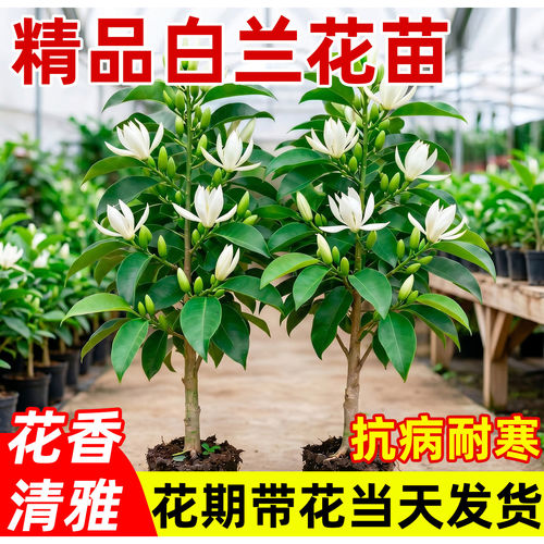 白兰花盆栽四季好养浓香花期带花
