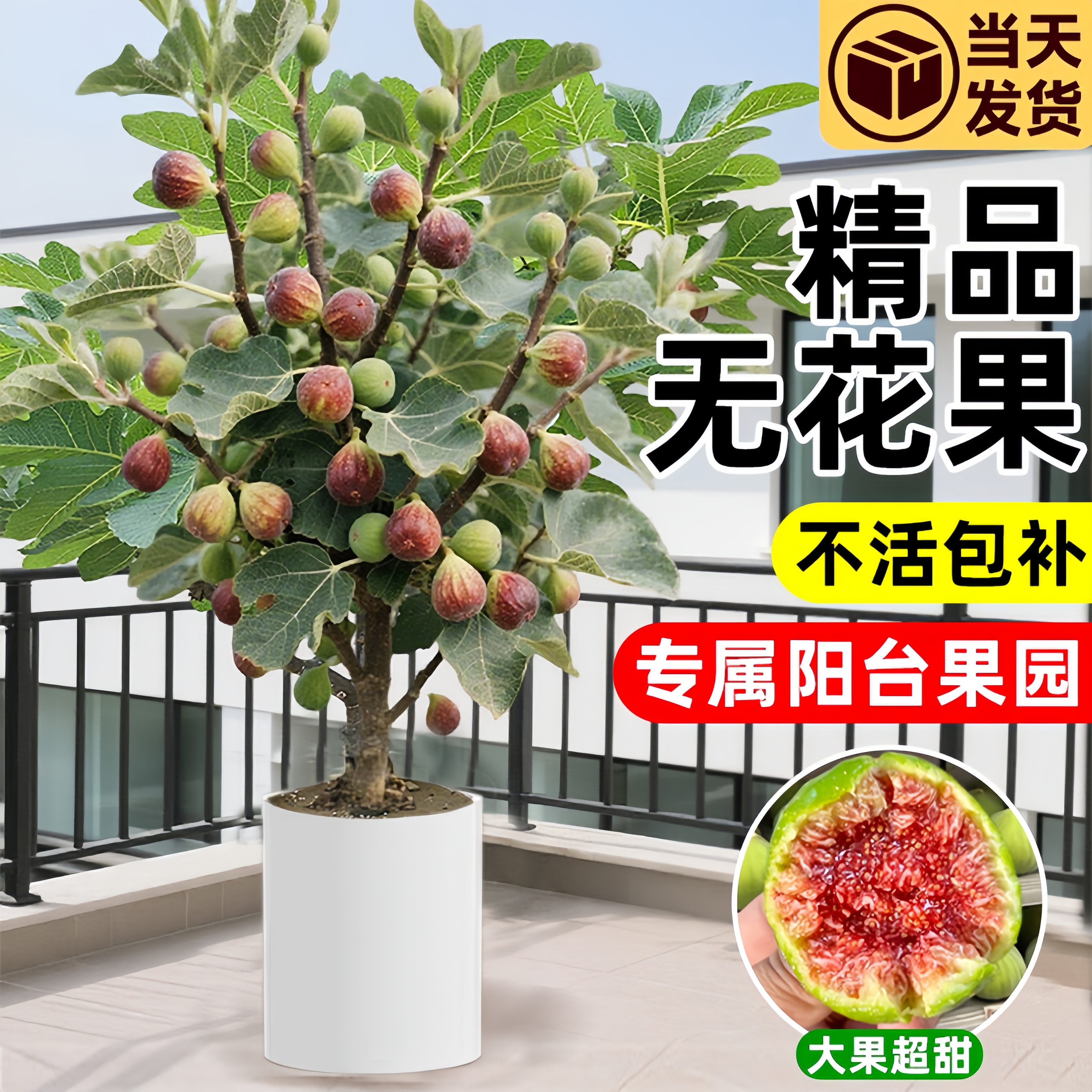 无花果树果苗特大果室内阳台盆栽庭院种植南北方四季种植果期带果