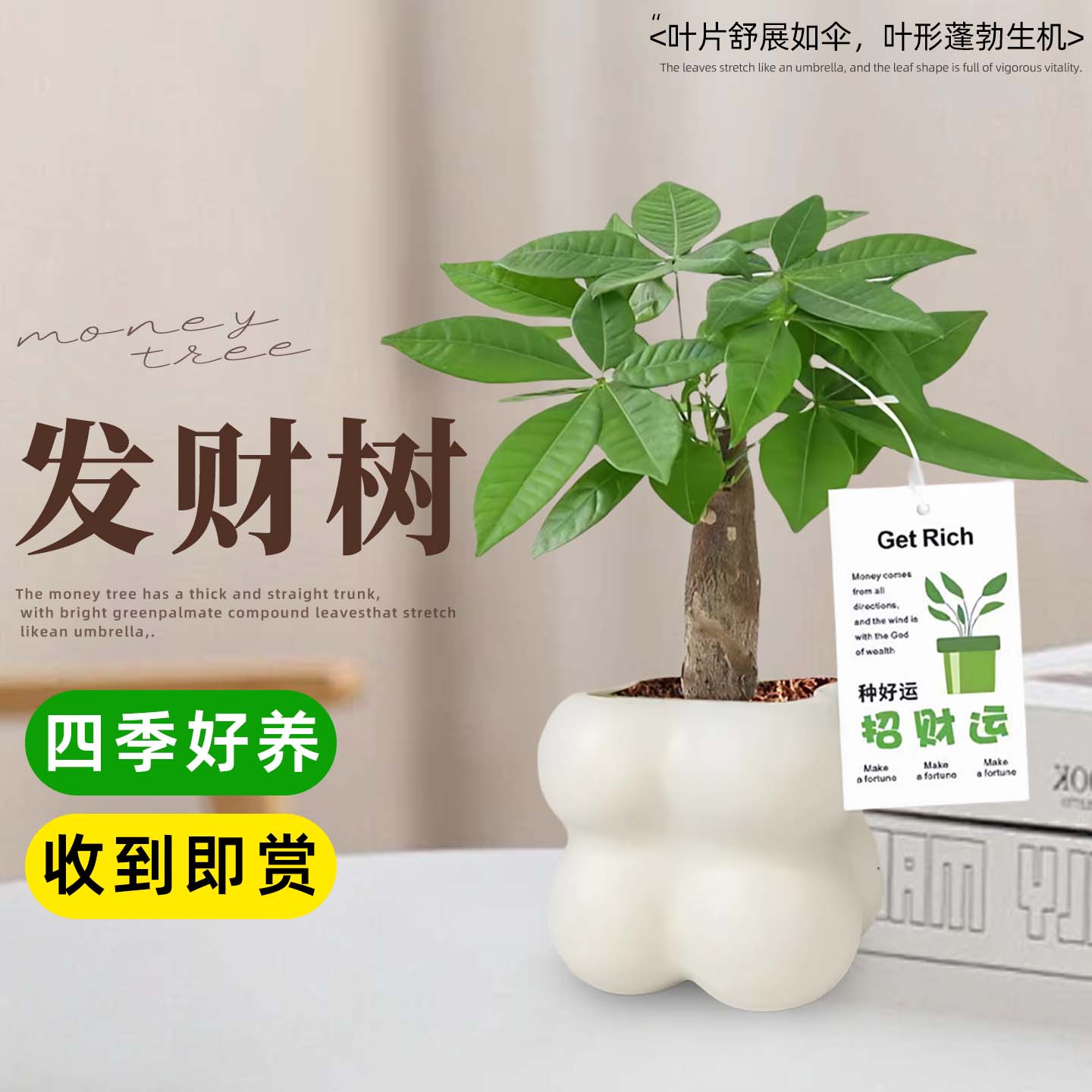 发财树盆栽客厅办公室内创意摆件懒人好养植物花卉趣味桌面绿植物