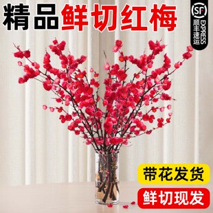 鲜切水培红梅带花苞植物干枝雪柳梅花卉珍珠李室内客厅绿植物盆栽