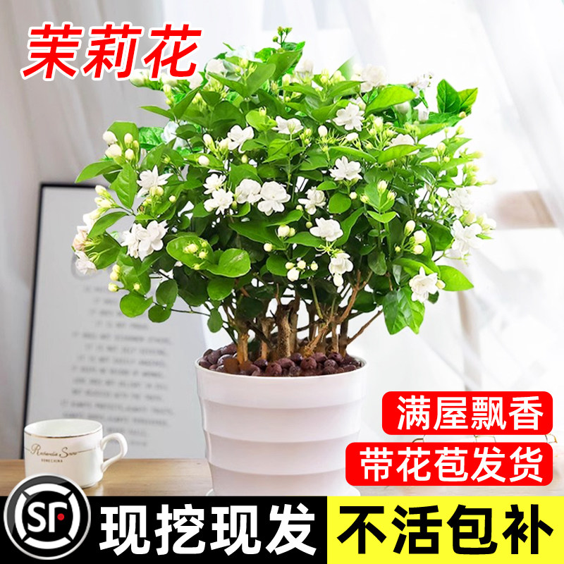 茉莉花苗室内盆栽绿植花卉图片