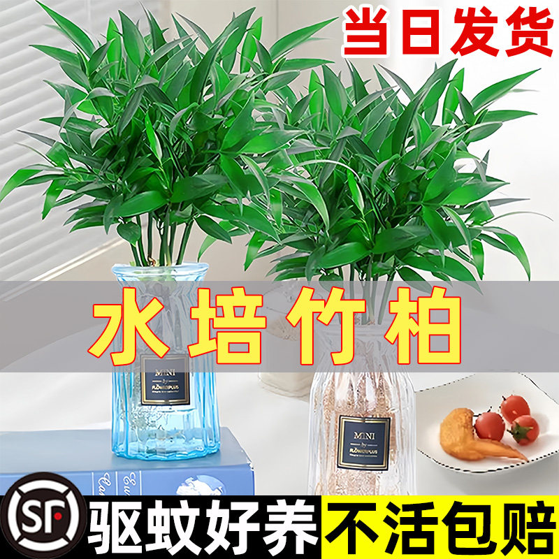 驱蚊竹柏水培植物小盆栽室内客厅办公室桌面水养花卉绿植四季好养