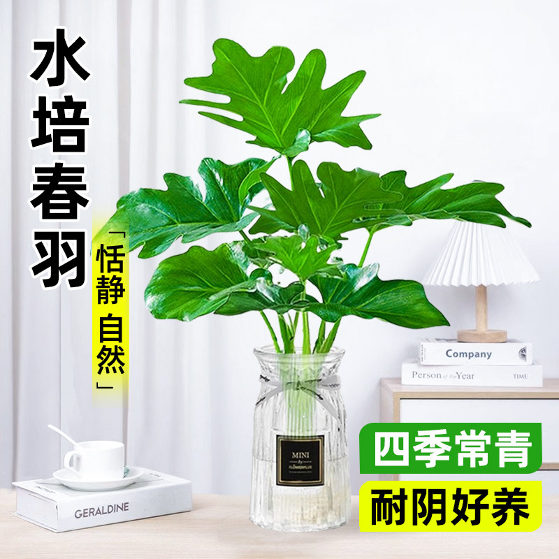 春羽水培植物盆栽绿植客厅桌面图片