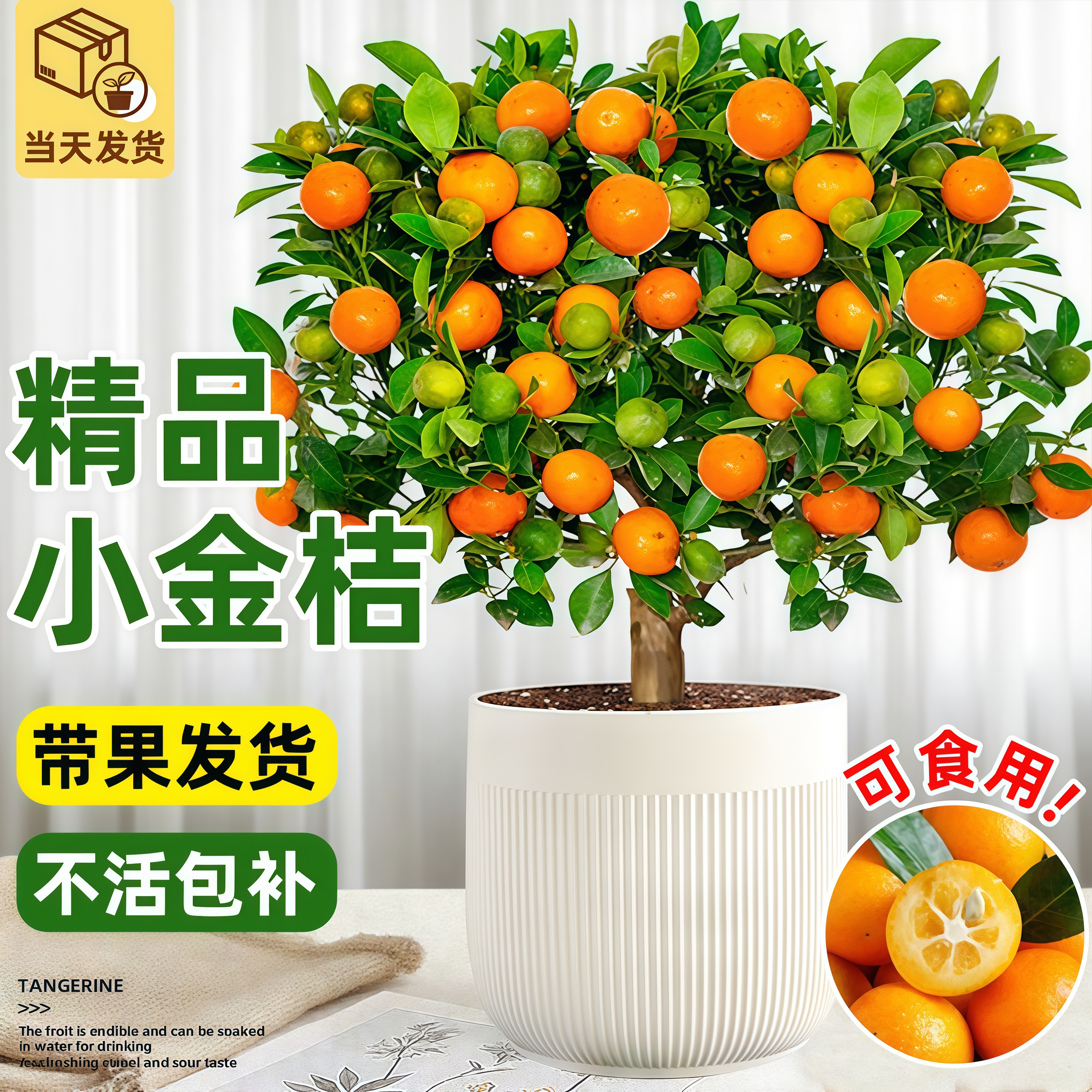 脆皮金桔树盆栽带果可食用植物室内客厅庭院好养花卉招财植物盆景