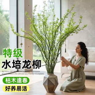 水培植物龙柳鲜枝插花干枝客厅室内装饰盆栽水养雪柳吊钟好养绿植