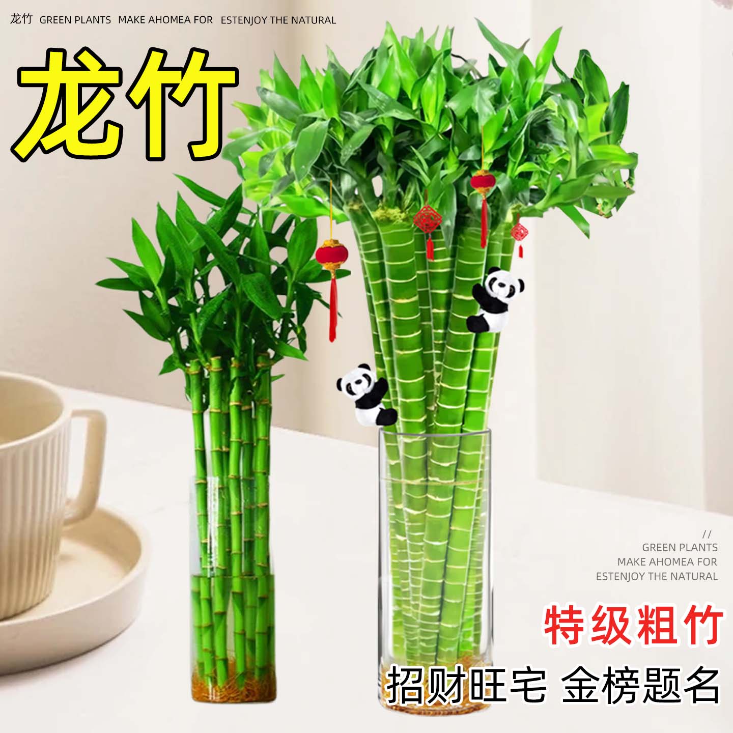 带根龙竹富贵竹室内客厅水养盆栽粗竹开运竹文昌转运竹水培绿植物