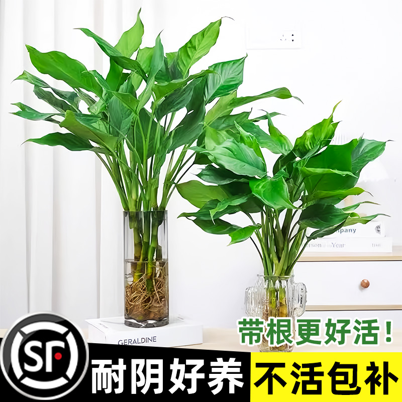 水培植物万年青盆栽室内桌面绿植富贵竹客厅卧室净化空气好养植物
