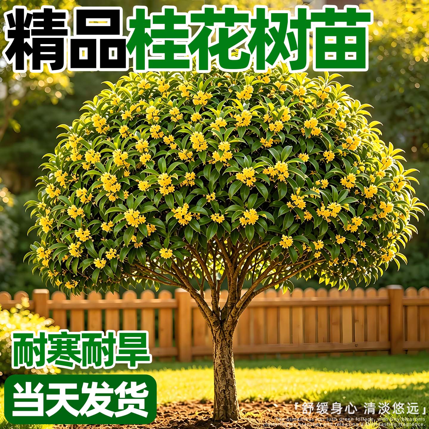 四季桂花树苗别墅庭院室外种植浓香型桂花金桂八月桂花卉植物绿植