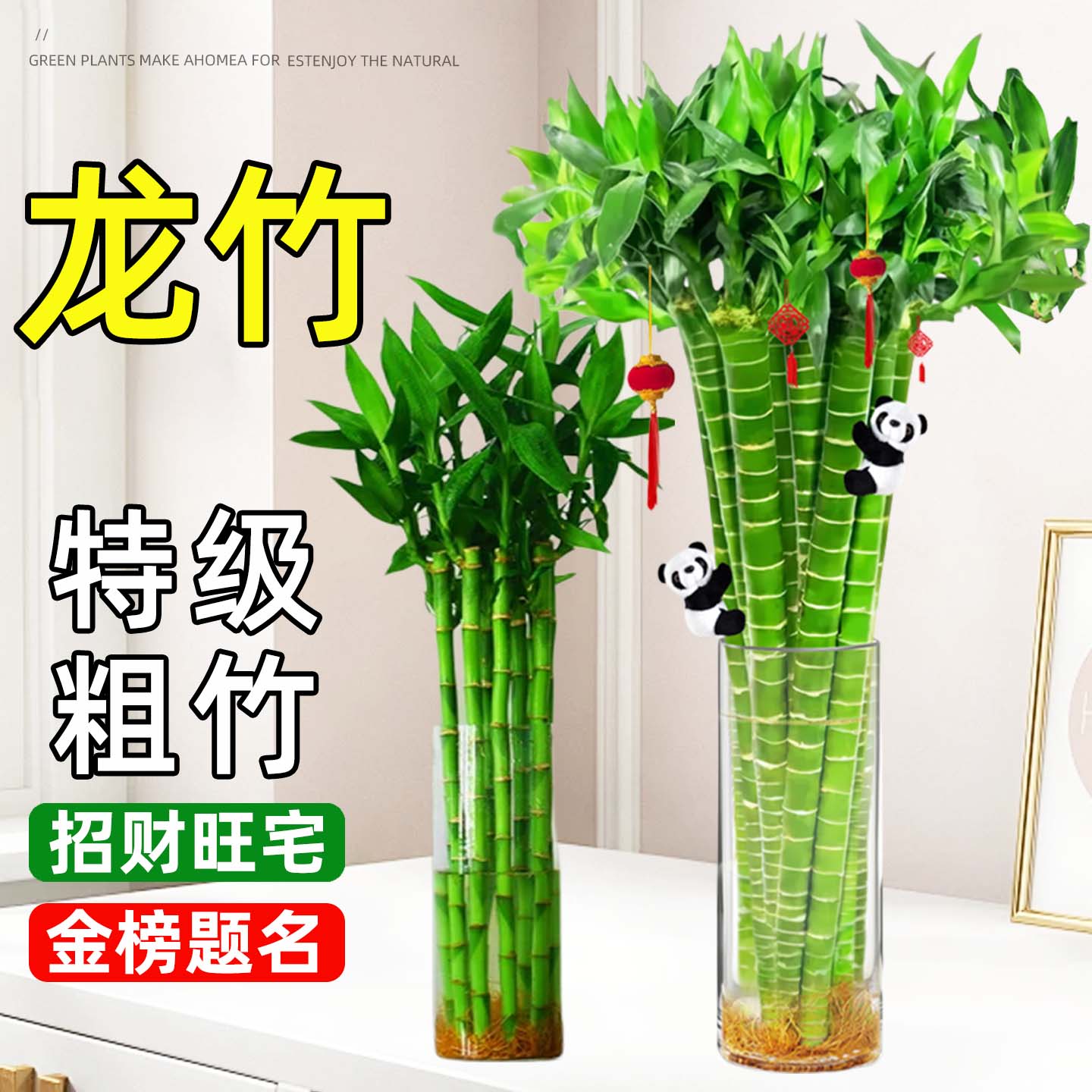 带根龙竹文昌竹观音竹转运竹文竹富贵竹植物水养书桌盆栽水培绿植