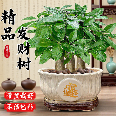 发财树盆栽室内客厅大四季招财中式金钱树小盆栽盆景好养绿植物
