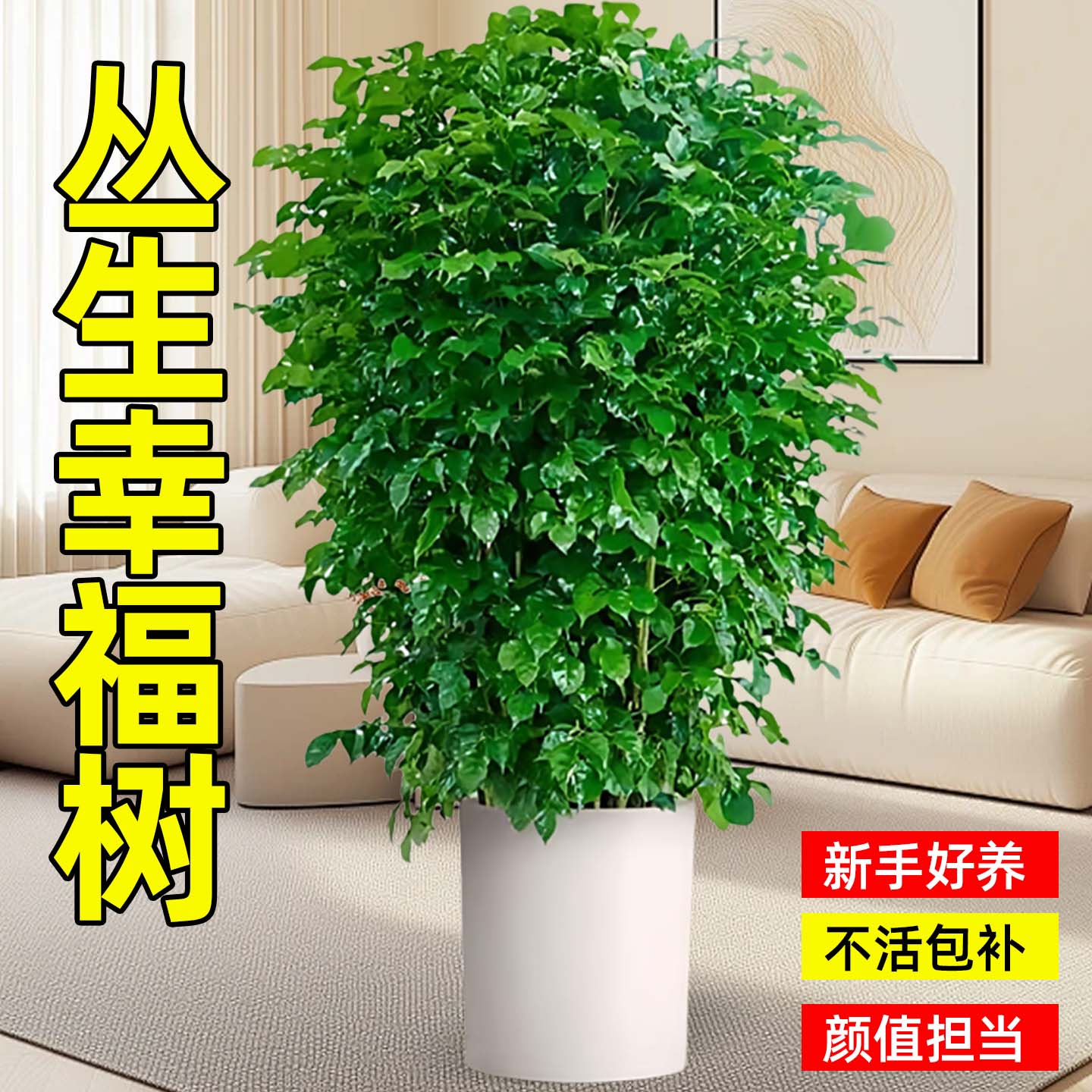 幸福树盆栽丛生花卉植物净化空气大棵绿植室内办公室四季长青绿植