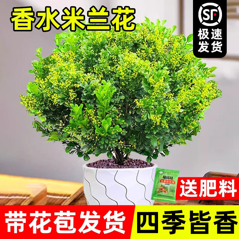 带花苞老桩好养驱蚊植物树苗浓香图片