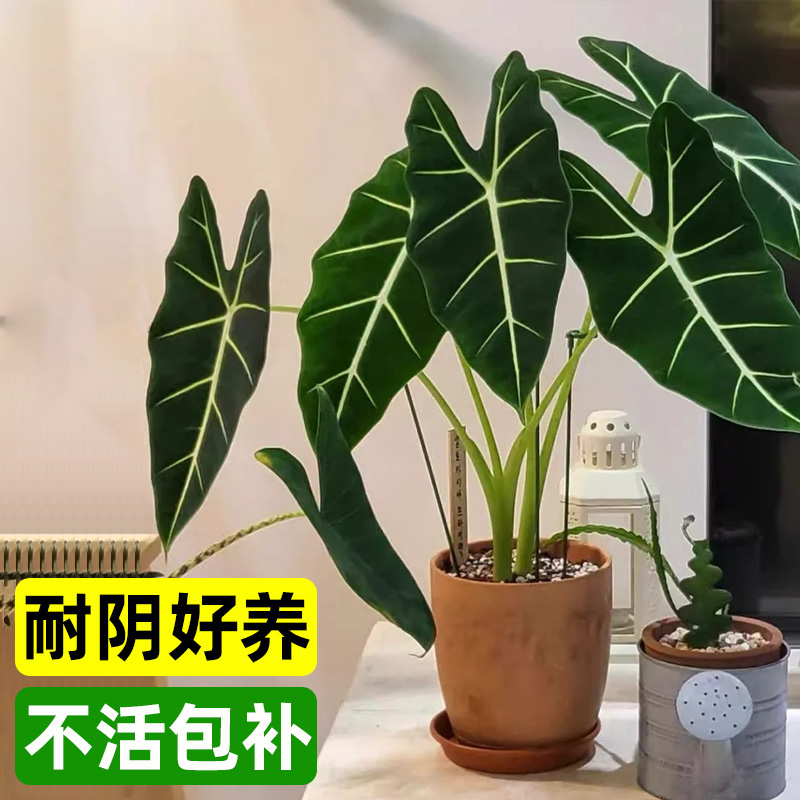 绿天鹅绒海芋盆栽大叶天鹅绒竹芋彩叶芋室内阳台观叶植物四季好养