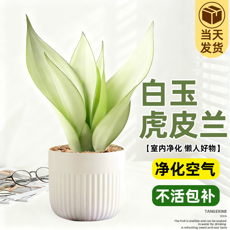 白玉虎皮兰室内办公桌面懒人好养盆栽奶油风净化空气耐阴花卉绿植