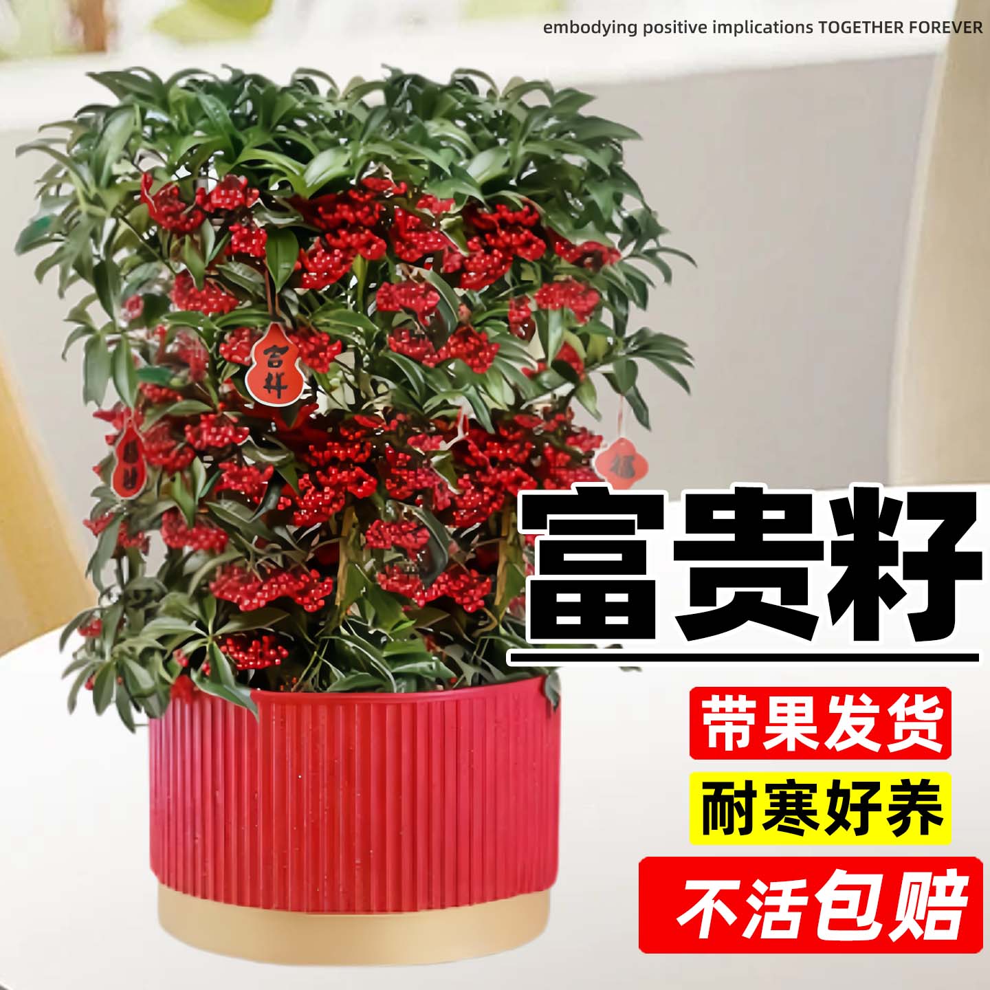 富贵籽盆栽带果金玉满堂绿植室内花卉黄金万两客厅年宵花植物好养