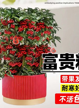 富贵籽盆栽带果金玉满堂绿植室内花卉黄金万两客厅年宵花植物好养