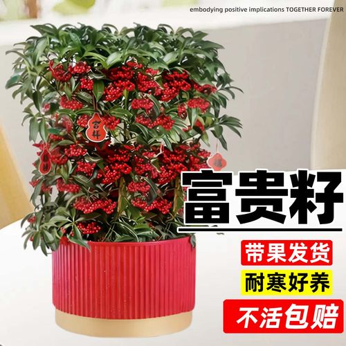 富贵籽盆栽带果金玉满堂绿植室内花卉黄金万两客厅年宵花植物好养