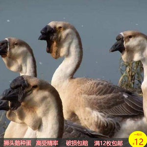 纯种狮头鹅种蛋受精蛋可孵化卵正宗灰狮头鹅特大型品种12枚起包邮