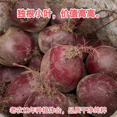 现拔新鲜甜菜根红菜头红甜菜有机甜菜根