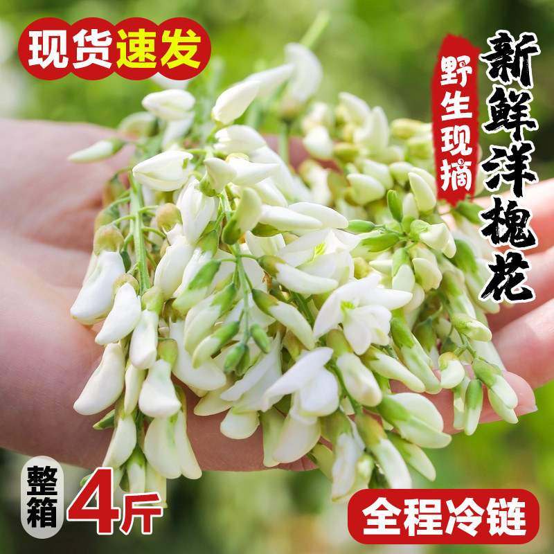 2023槐花新鲜洋槐树花苞 河南杨槐花3斤当季生蔬菜花骨朵现摘现发
