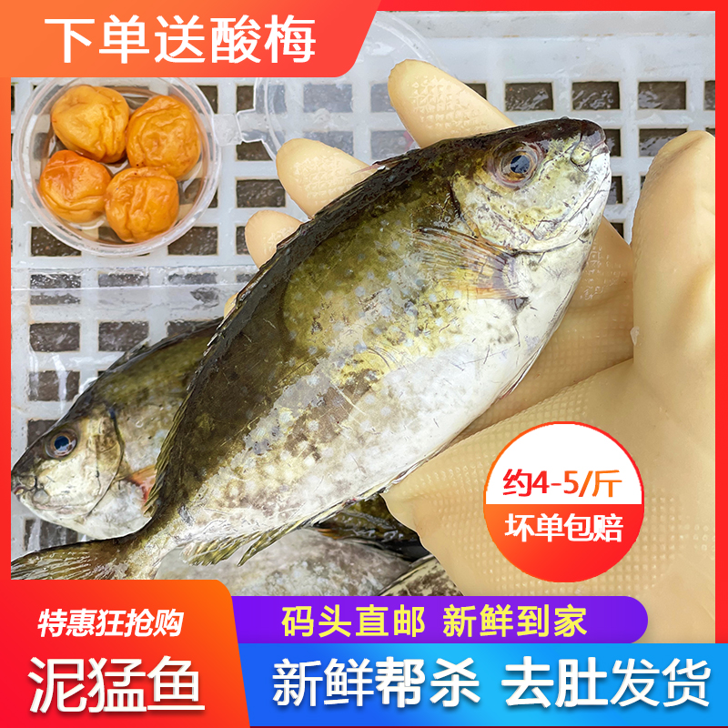 速冻海鲜水产潮汕秋叶500g泥猛鱼