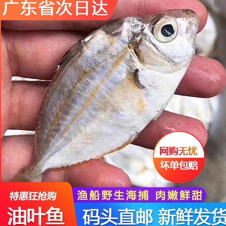 油叶鱼树叶仔金钱仔三线鱼