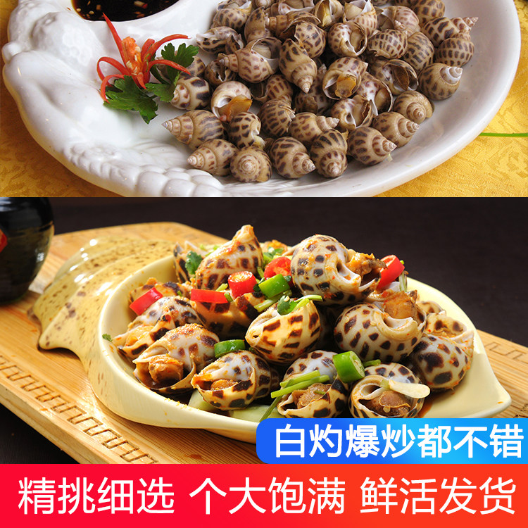 花螺鲜活新鲜速冻特大海鲜水产