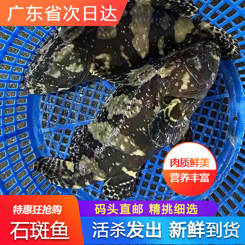 鲜活野生石斑鱼新鲜当天海捕深海冷冻海鲜水产500g龙胆珍珠斑鱼