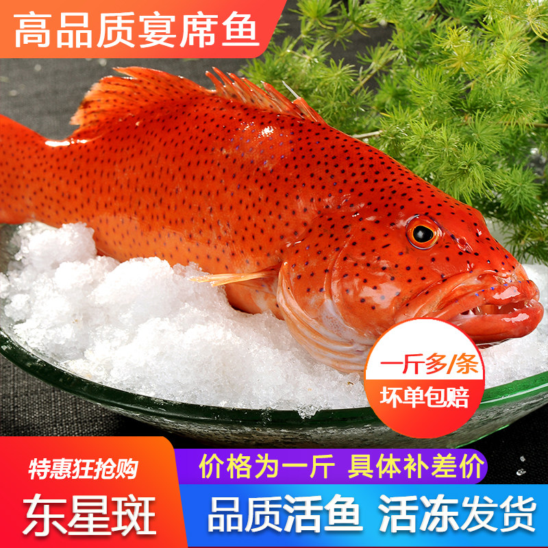 东星斑鲜活冷冻一斤多深海海鲜