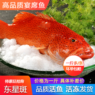 东星斑鲜活冷冻一条约8 9两深海鲜水产刺身瓜子燕尾斑红石斑鱼