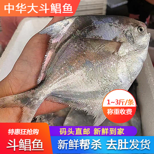 斗鲳鱼新鲜超大特大海捕海鲜水产送礼深海平鱼中华银昌鱼包邮