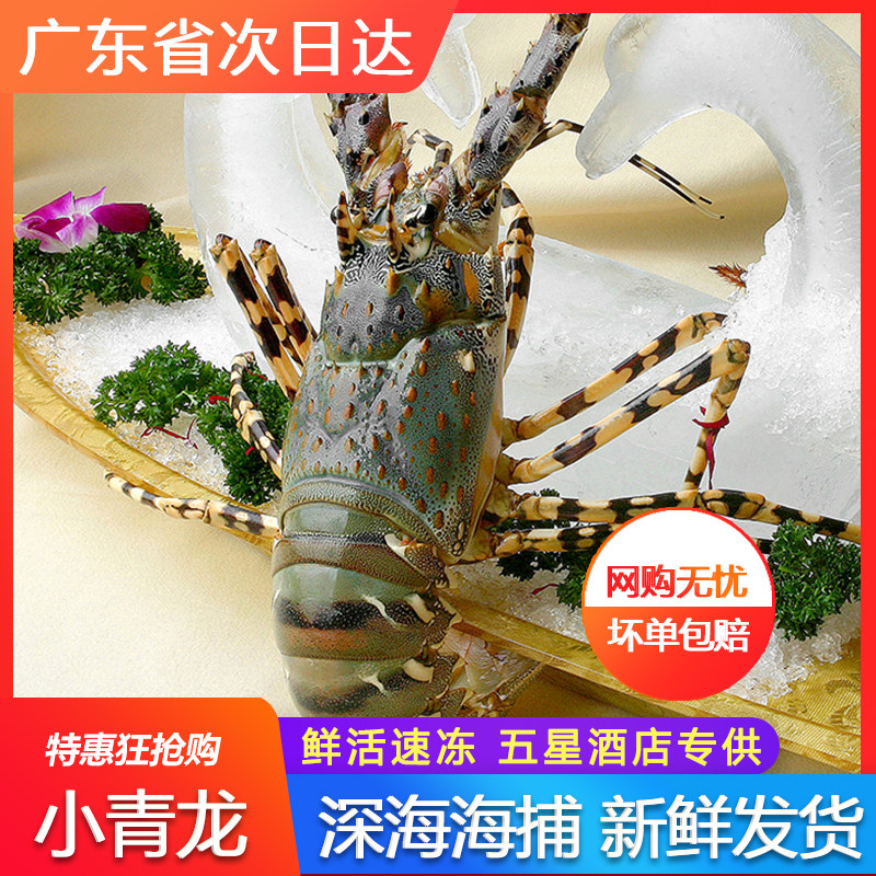 小青龙虾鲜活水产冷冻新鲜野生小波龙澳洲大龙虾送礼拍一条约一斤