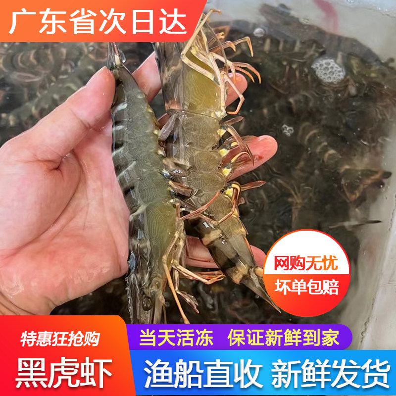 黑虎虾鲜活冷冻超大特大虾九节虾