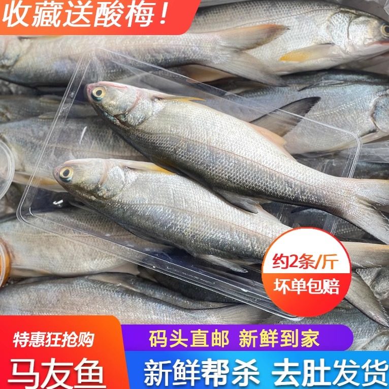 马友鱼新鲜鲜活三份包邮深海海鲜鱼清蒸鱼整条海捕水产水产午笋鱼,水产肉类/新鲜蔬果/熟食,马鲛鱼,淘宝优惠券,粉丝福利购,淘宝优惠卷