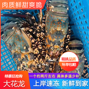 大花龙虾新鲜冷冻大号特大青龙虾锦绣澳洲龙虾大虾肉火锅食材广东