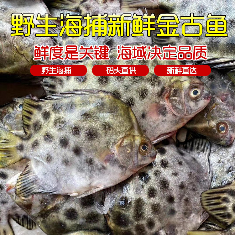 金古鱼金鼓鱼新鲜鲜活速冻