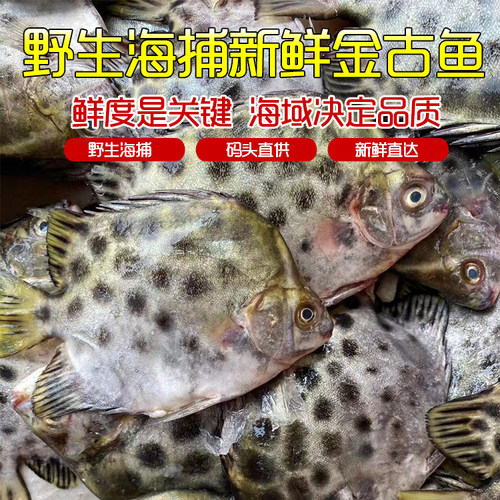 金古鱼金鼓鱼新鲜鲜活速冻