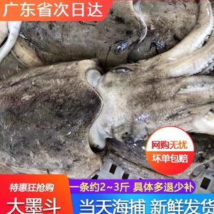大墨鱼鲜活冷冻巨型大墨鱼拍一份一斤海鲜水产目鱼八爪墨斗鱼超大