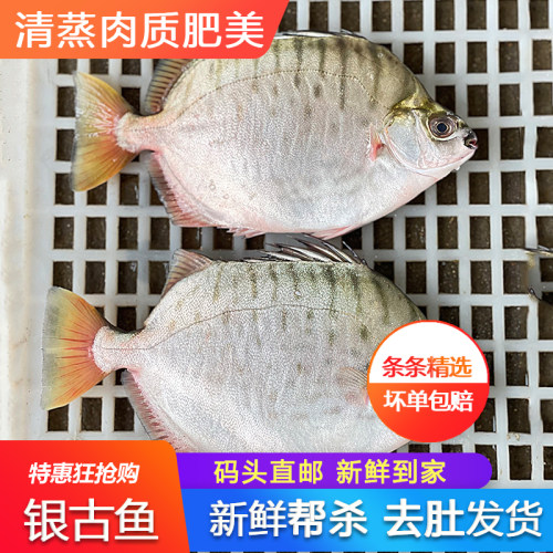 银鼓鱼新鲜活热带海鱼海鲜水