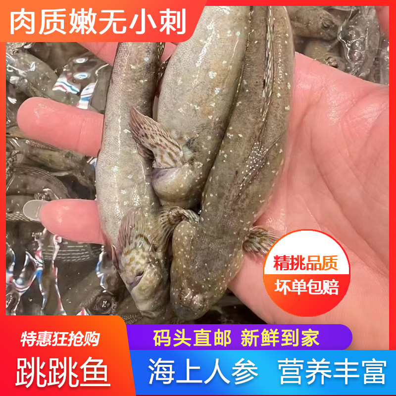 海捕鲜活跳跳鱼弹涂鱼滩涂鱼活冻煲汤食材新鲜海鲜水产鲜广东