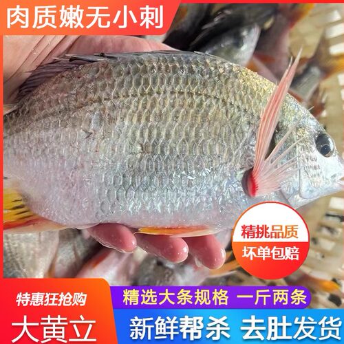 大黄立鱼黄翅鱼一斤两条新鲜活