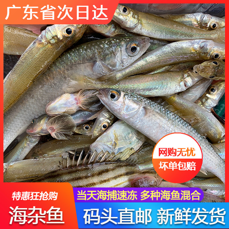 海杂鱼新鲜冷冻多种海鲜拼盘水产鲜活深海鱼当天海捕广东原产地