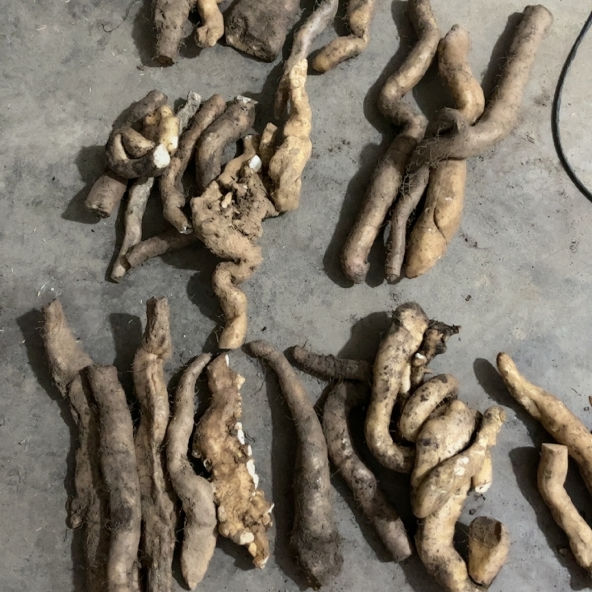 野生山药秦岭深山新鲜现挖现发药用绵糯香山药煲汤淮山药材