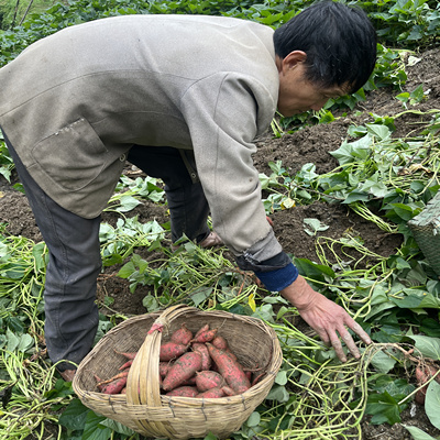 【老品种南瓜红薯】自留种农家肥儿时味道粉面香甜红心薯黄心薯