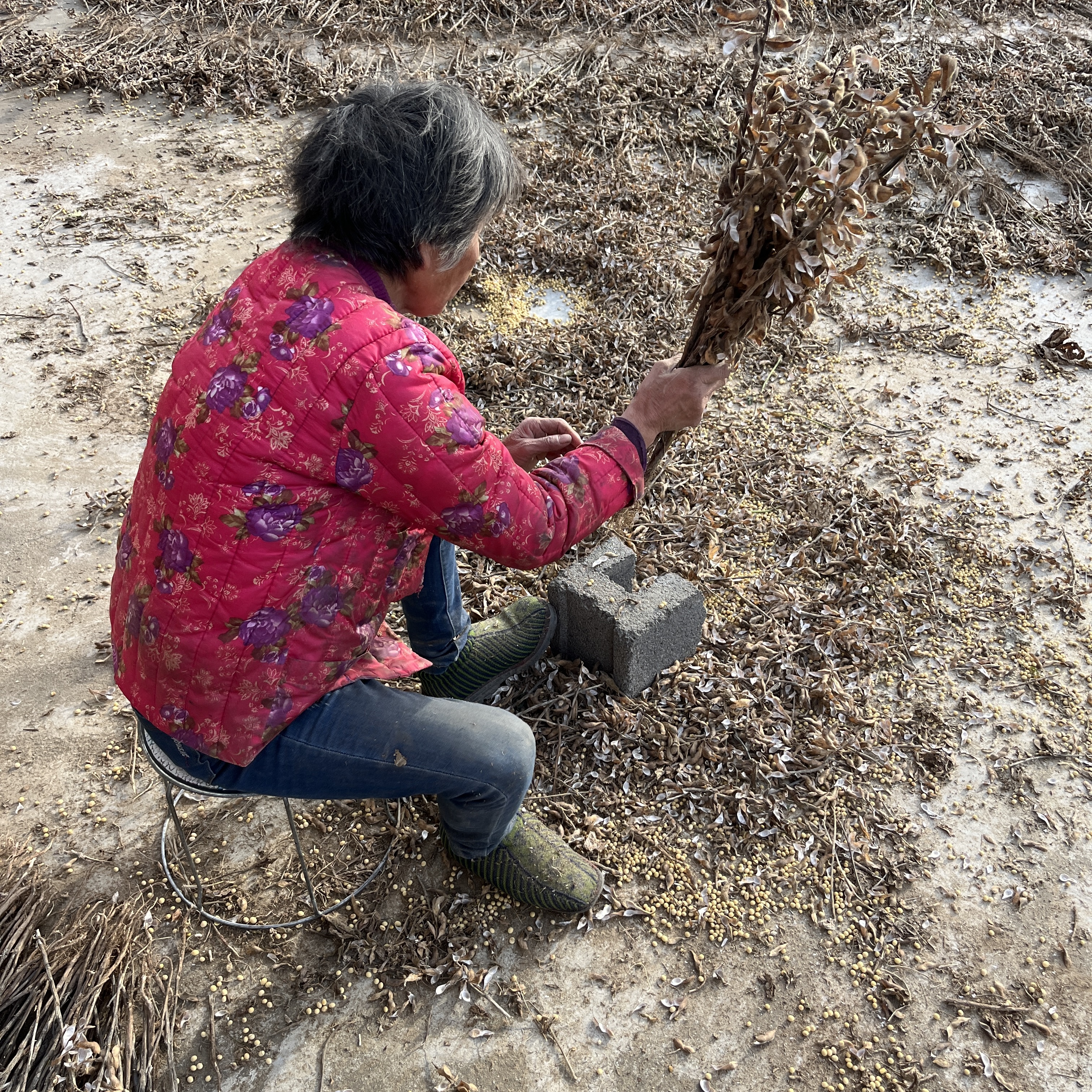 老品种笨黄豆土黄豆