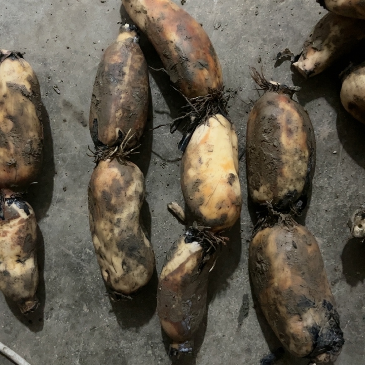 老品种莲藕当地小品种个头不大粉面莲藕炖汤藕个别有瑕疵介意勿拍