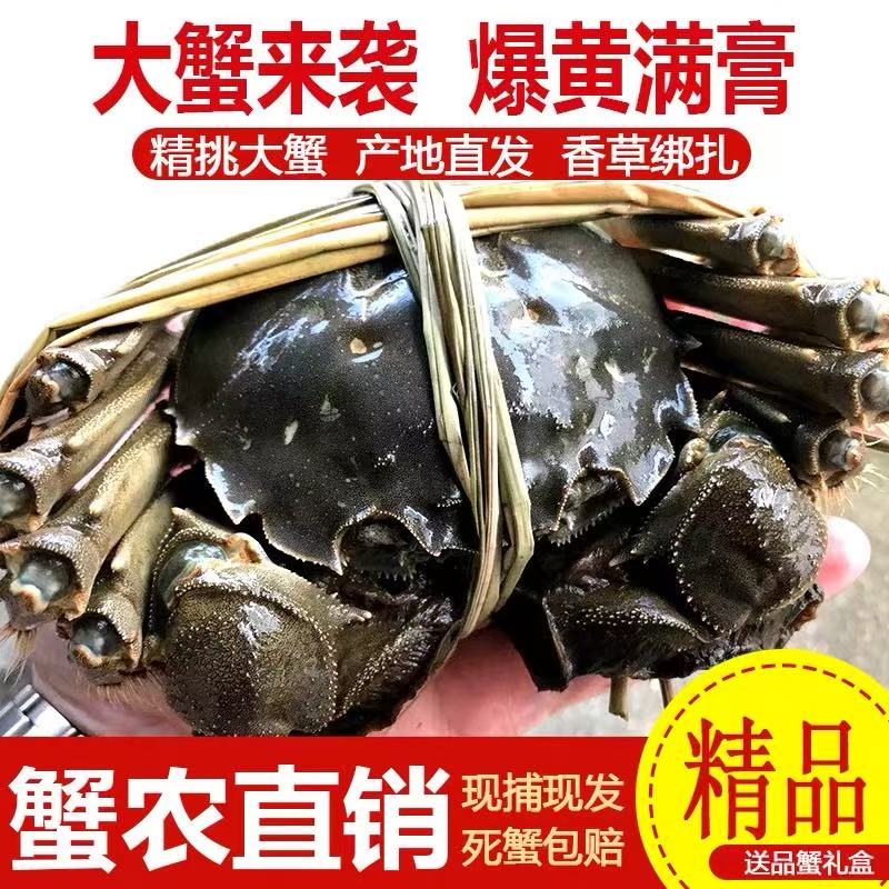 江苏鲜活大闸蟹10只礼盒装