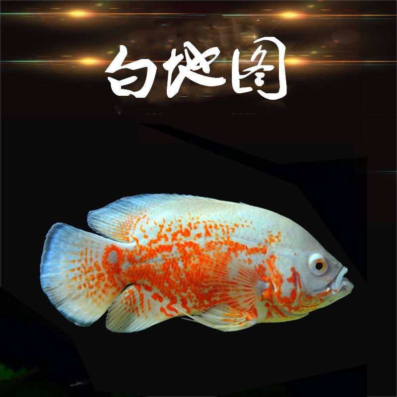 黑白地图鱼大型热带鱼猪仔淡水观赏鱼活体凶猛鱼龙鱼配鱼